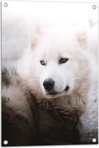 WallClassics - Tuinposter – Witte Canadese Eskimo Hond met Twee Kleuren Ogen - 50x75 cm Foto op Tuinposter  (wanddecoratie voor buiten en binnen)