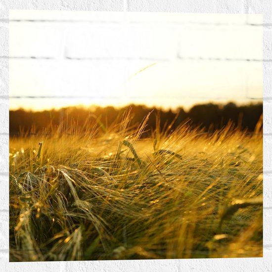 WallClassics - Muursticker - Sprinkhaan in het Gras - 50x50 cm Foto op Muursticker