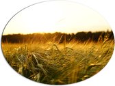 WallClassics - Dibond Ovaal - Sprinkhaan in het Gras - 96x72 cm Foto op Ovaal (Met Ophangsysteem)