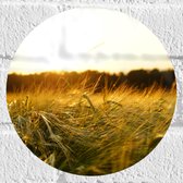 WallClassics - Muursticker Cirkel - Sprinkhaan in het Gras - 20x20 cm Foto op Muursticker