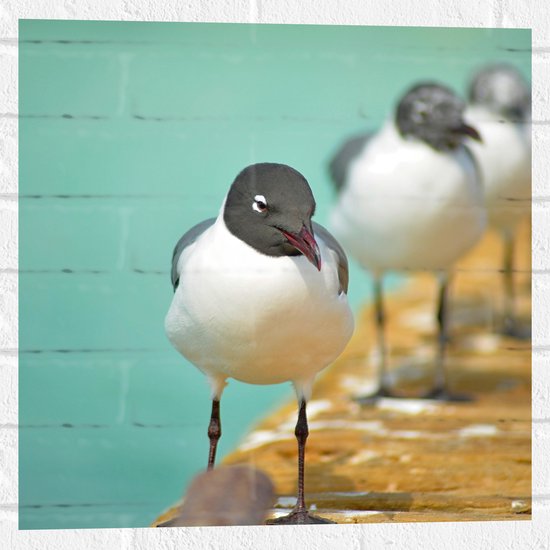 WallClassics - Muursticker - Vogels op de Steiger - 50x50 cm Foto op Muursticker