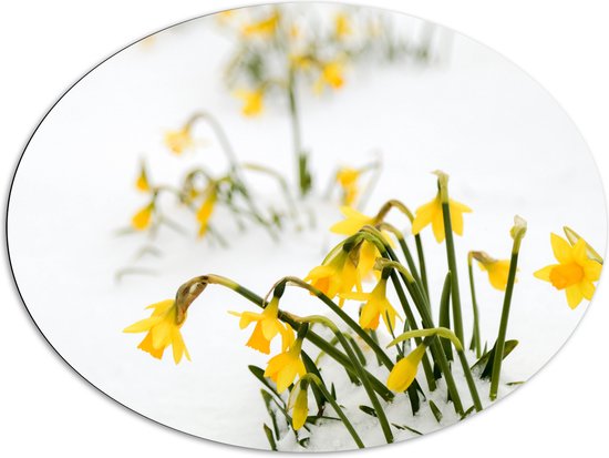 WallClassics - Dibond Ovaal - Gele Narcissen Bloemetjes in de Sneeuw - 108x81 cm Foto op Ovaal (Met Ophangsysteem)
