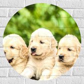 WallClassics - Muursticker Cirkel - Vijf Puppies op een Rij - 60x60 cm Foto op Muursticker