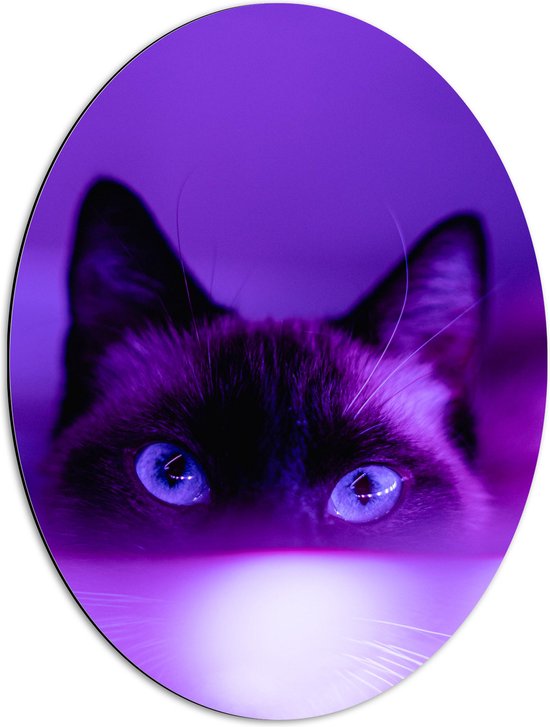WallClassics - Dibond Ovaal - Zwarte Kat in het Paarse Licht - 51x68 cm Foto op Ovaal (Met Ophangsysteem)