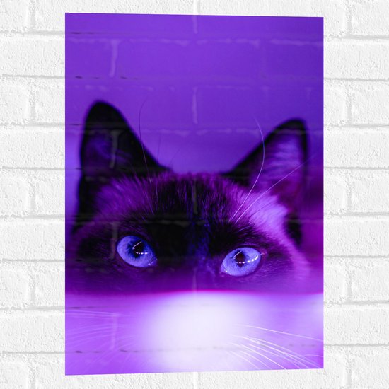 WallClassics - Muursticker - Zwarte Kat in het Paarse Licht - 40x60 cm Foto op Muursticker