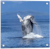 WallClassics - Tuinposter – Walvis in de Zee - 50x50 cm Foto op Tuinposter  (wanddecoratie voor buiten en binnen)