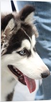 WallClassics - PVC Schuimplaat - Zwart met Witte Siberische Husky - 50x100 cm Foto op PVC Schuimplaat (Met Ophangsysteem)