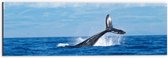 WallClassics - Dibond - Walvis Staart boven het Zee Oppervlak - 60x20 cm Foto op Aluminium (Met Ophangsysteem)