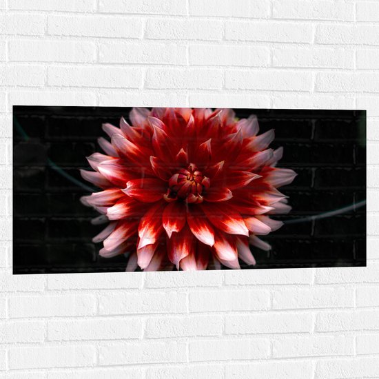 WallClassics - Muursticker - Roze met Rode Bloem - 100x50 cm Foto op Muursticker