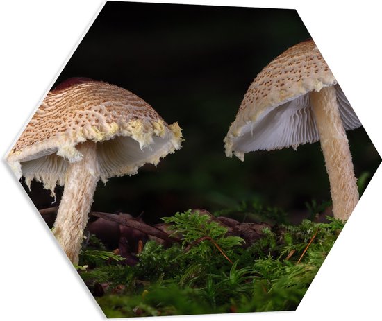 WallClassics - PVC Schuimplaat Hexagon  - Twee Paddestoelen in het Bos - 60x52.2 cm Foto op Hexagon (Met Ophangsysteem)