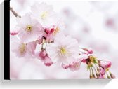 WallClassics - Canvas  - Roze Cherry Bloemen - 40x30 cm Foto op Canvas Schilderij (Wanddecoratie op Canvas)