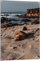 WallClassics - Tuinposter – Liggende Zeehond op het Strand - 80x120 cm Foto op Tuinposter  (wanddecoratie voor buiten en binnen)