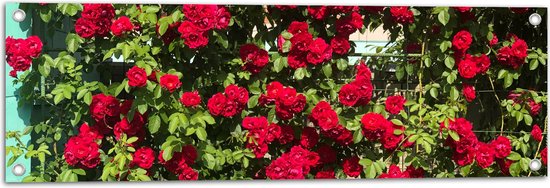 WallClassics - Tuinposter – Rode Rozenstruik - 90x30 cm Foto op Tuinposter  (wanddecoratie voor buiten en binnen)