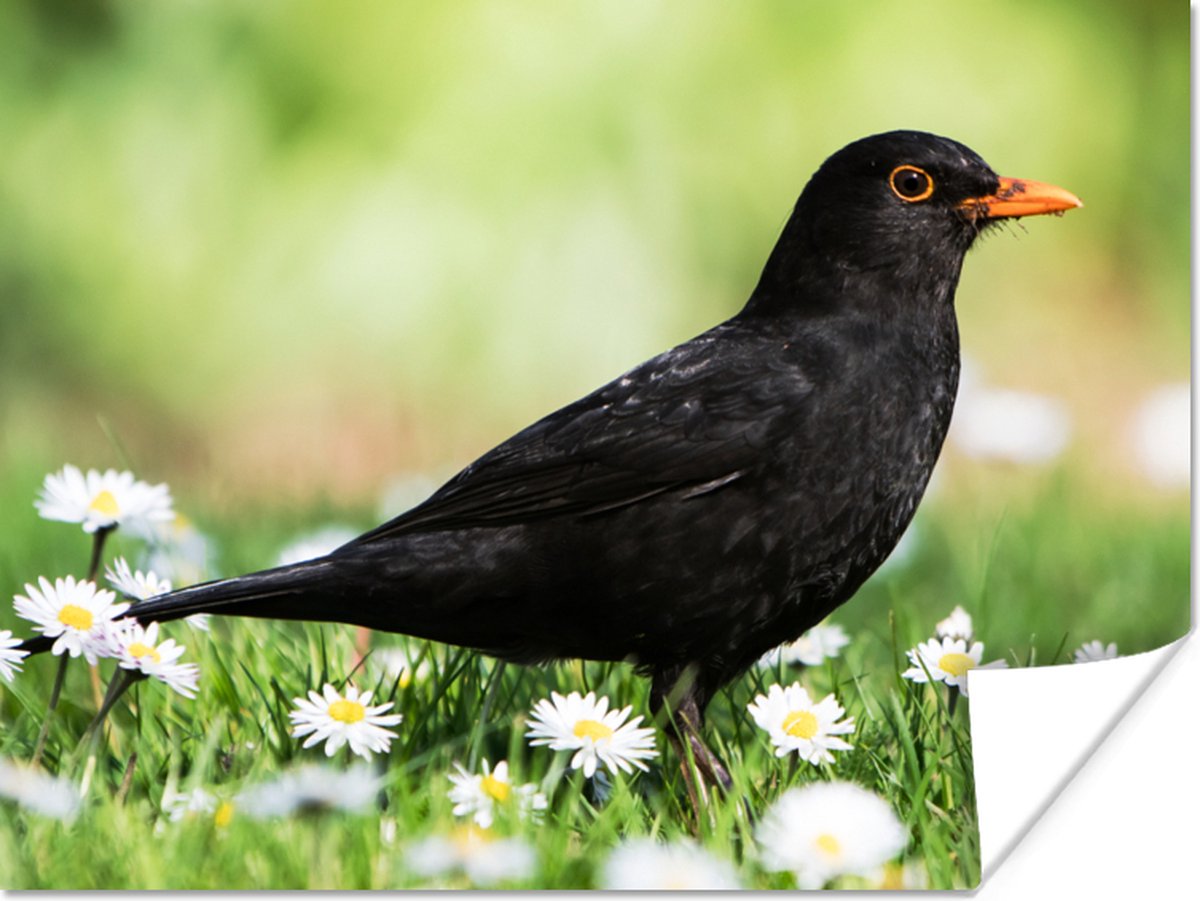Poster Vogel - Merel - Bloemen - 80x60 cm