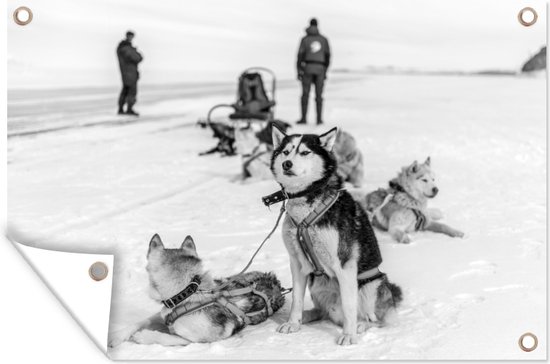 Tuindecoratie Siberische Husky's aan een slee rusten uit in de sneeuw - zwart wit - 60x40 cm - Tuinposter - Tuindoek - Buitenposter