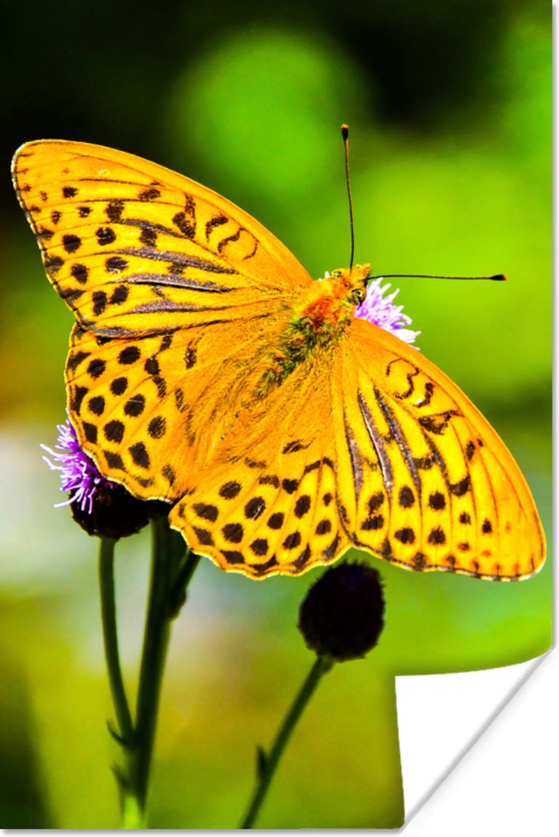 Poster Vlinder - Tijger - Bloem - 40x60 cm