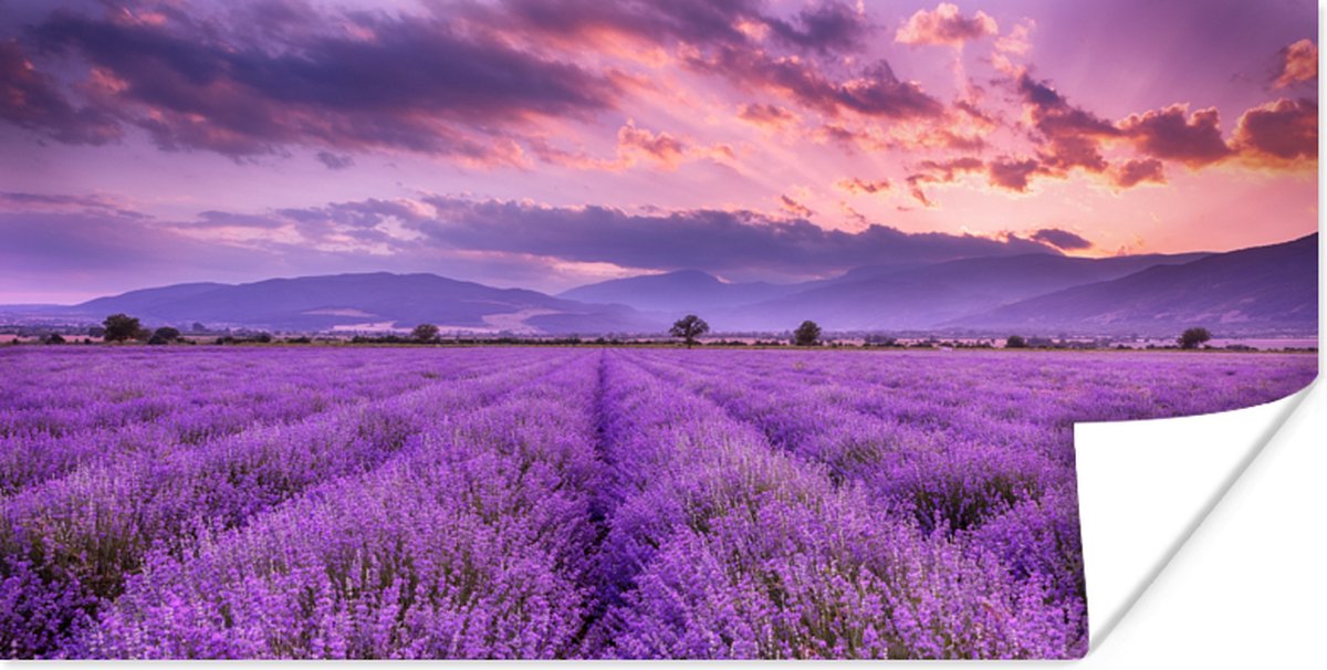 Poster Lavendel - Paars - Bloemen - Veld - 150x75 cm