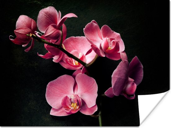 Poster Planten - Orchidee - Bloemen - Roze