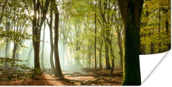 Poster Bos - Zon - Seizoenen - Landschap - 80x40 cm