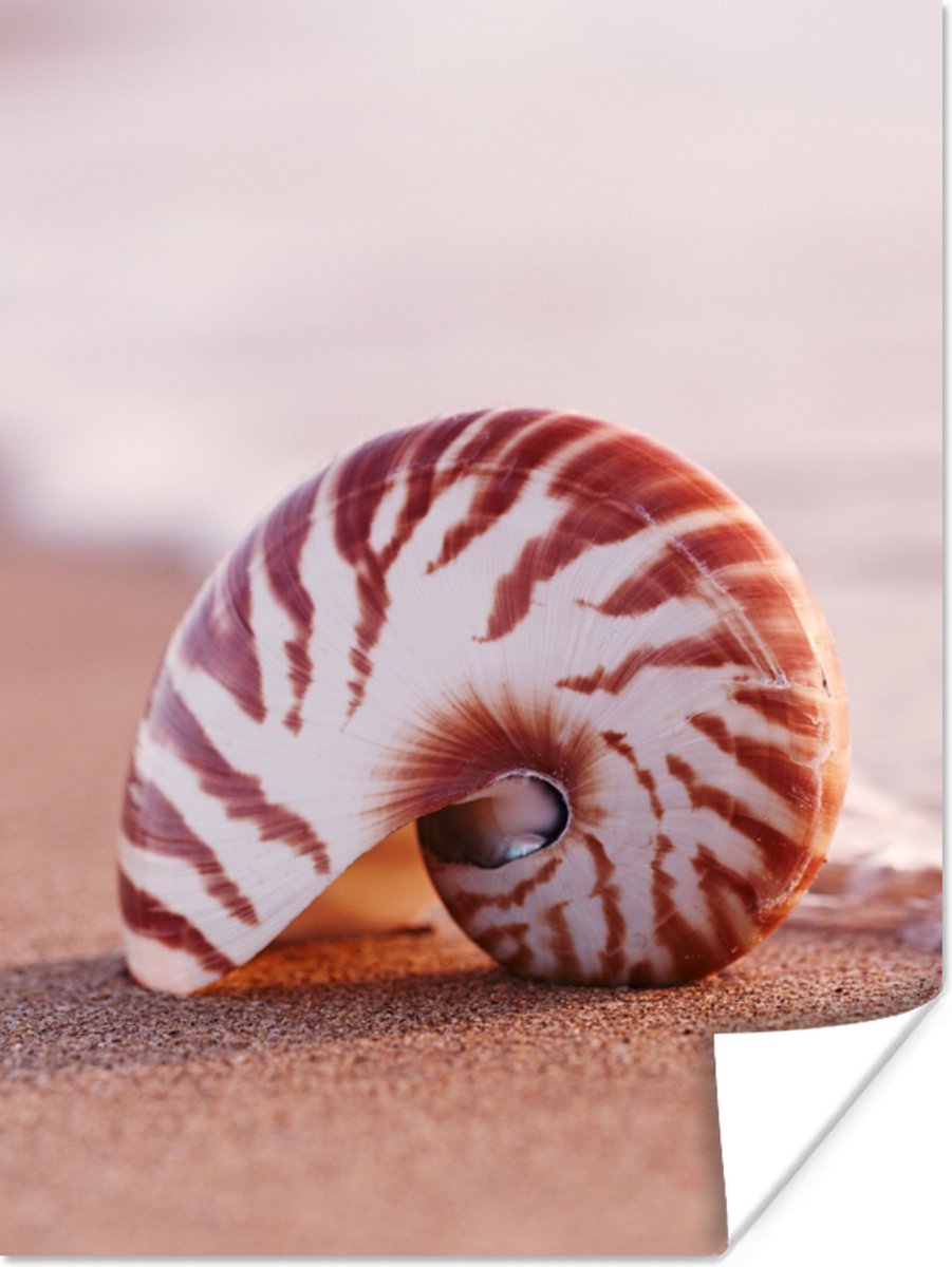 Poster Schelp - Strand - Zee - Zand - 30x40 cm