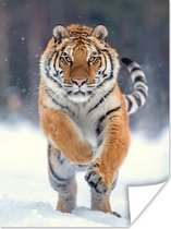 Poster Tijger - Landschap - Sneeuw - Winter - Dieren - 60x80 cm