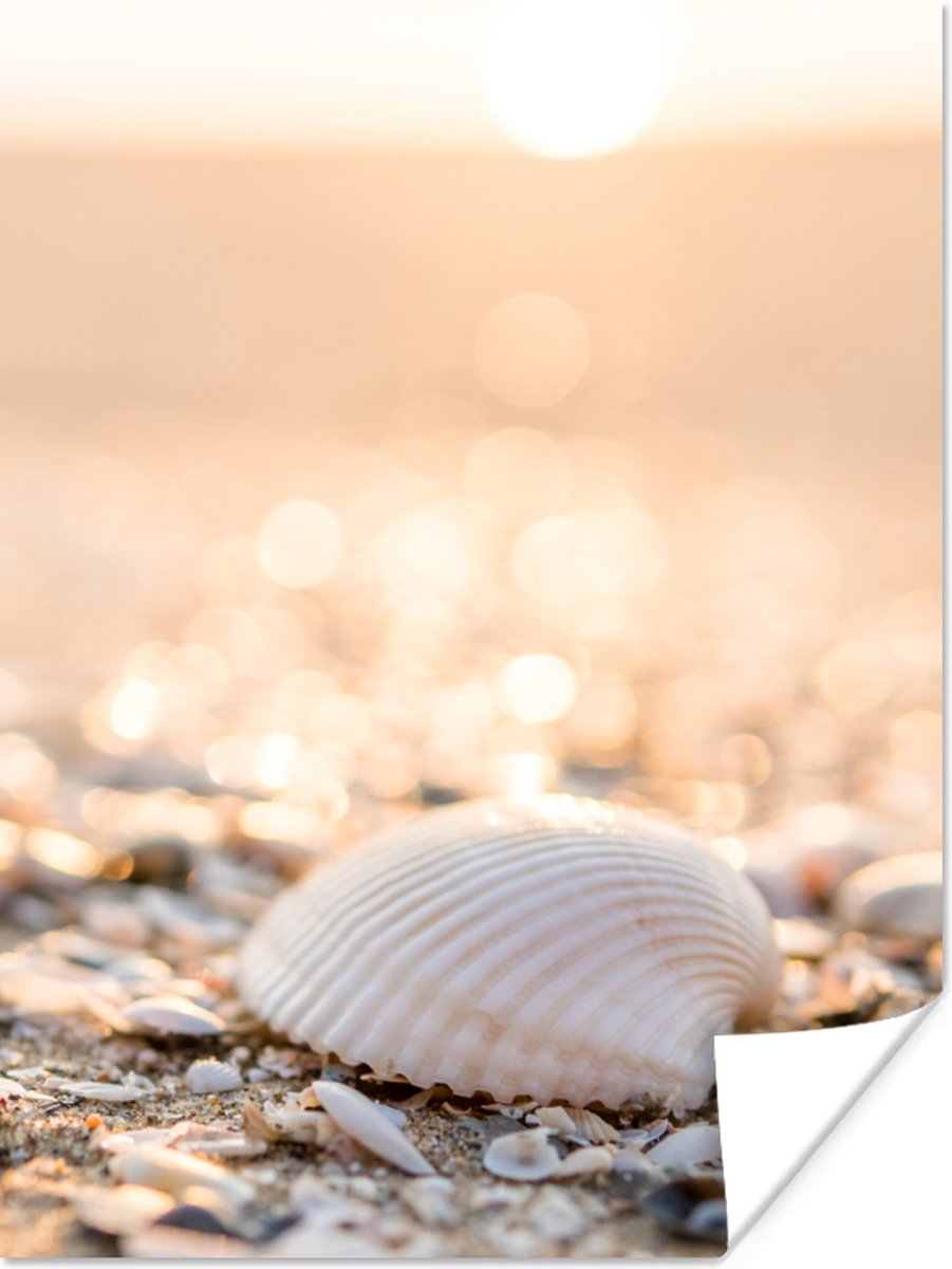 Poster Schelpen - Wit - Strand - Zomer - 60x80 cm