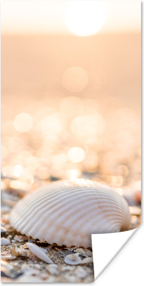 Poster Schelpen - Wit - Strand - Zomer - 20x40 cm