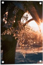 WallClassics - Poster de jardin - Rayons de soleil sur brindille fleurie - 40x60 cm Photo sur Poster de jardin (décoration murale pour l'extérieur et l'intérieur)