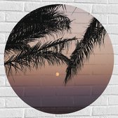 WallClassics - Muursticker Cirkel - Takken van Boom op Strand met Kleine Zon - 80x80 cm Foto op Muursticker