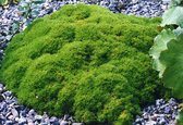 12x Scleranthus uniflorus – Mosplant in 9x9cm kweekpotten