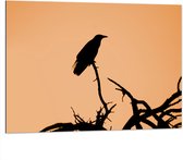 WallClassics - Dibond - Silhouette van een Raaf Vogel op Takken - 100x75 cm Foto op Aluminium (Wanddecoratie van metaal)