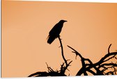 WallClassics - Dibond - Silhouette van een Raaf Vogel op Takken - 105x70 cm Foto op Aluminium (Wanddecoratie van metaal)