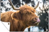 Tuinposter - Tuindoek - Tuinposters buiten - Schotse hooglander - Koe - Lente - Dieren - 120x80 cm - Tuin