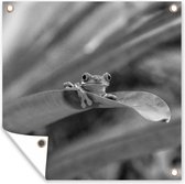 Poster Jardin Grenouille macaque aux yeux rouges entre les feuilles au Costa Rica en noir et blanc - 200x200 cm - Toile jardin - Poster extérieur