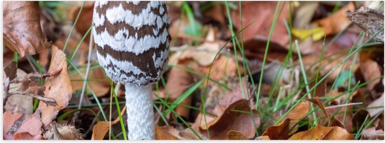 WallClassics - Poster (Matte) - Champignon Pic entre les Feuilles - 60x20 cm Photo sur Papier Poster avec un aspect Mat