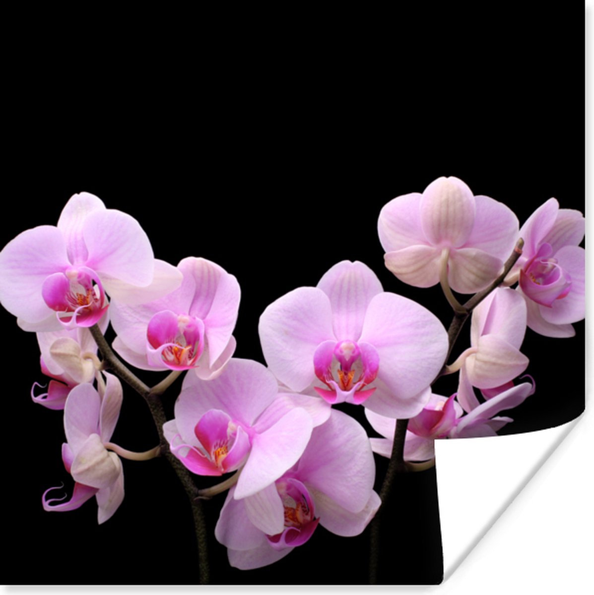 Poster Orchidee - Bloemen - Roze - Flora - 30x30 cm