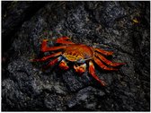 WallClassics - Poster Glanzend – Rode Krab op een Steen - 80x60 cm Foto op Posterpapier met Glanzende Afwerking