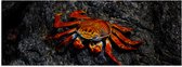 WallClassics - Poster Glanzend – Rode Krab op een Steen - 150x50 cm Foto op Posterpapier met Glanzende Afwerking