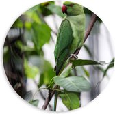 WallClassics - PVC Schuimplaat Muurcirkel - Groene Parkiet op een Tak - 60x60 cm Foto op Muurcirkel (met ophangsysteem)