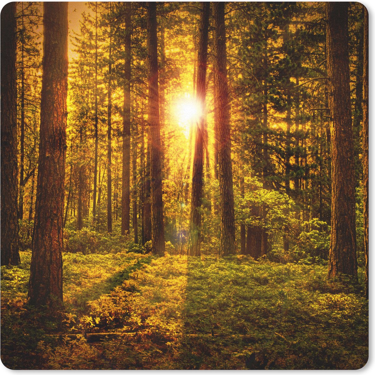 Muismat 30x30 cm - Mousepad Bos - Zon - Bomen - Natuur - Zonsondergang - Muismatten
