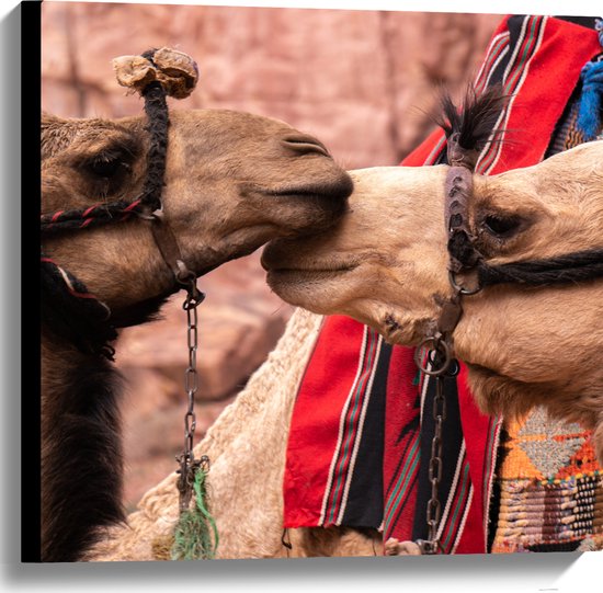 WallClassics - Canvas  - Twee Lieve Kamelen - 60x60 cm Foto op Canvas Schilderij (Wanddecoratie op Canvas)