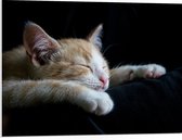 WallClassics - Panneau de mousse PVC - Chat Oranje endormi - Photo 80 x 60 cm sur panneau de mousse PVC (avec système de suspension)