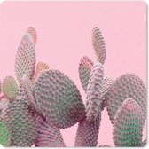 Muismat Klein - Cactus - Planten - Zomer - 20x20 cm