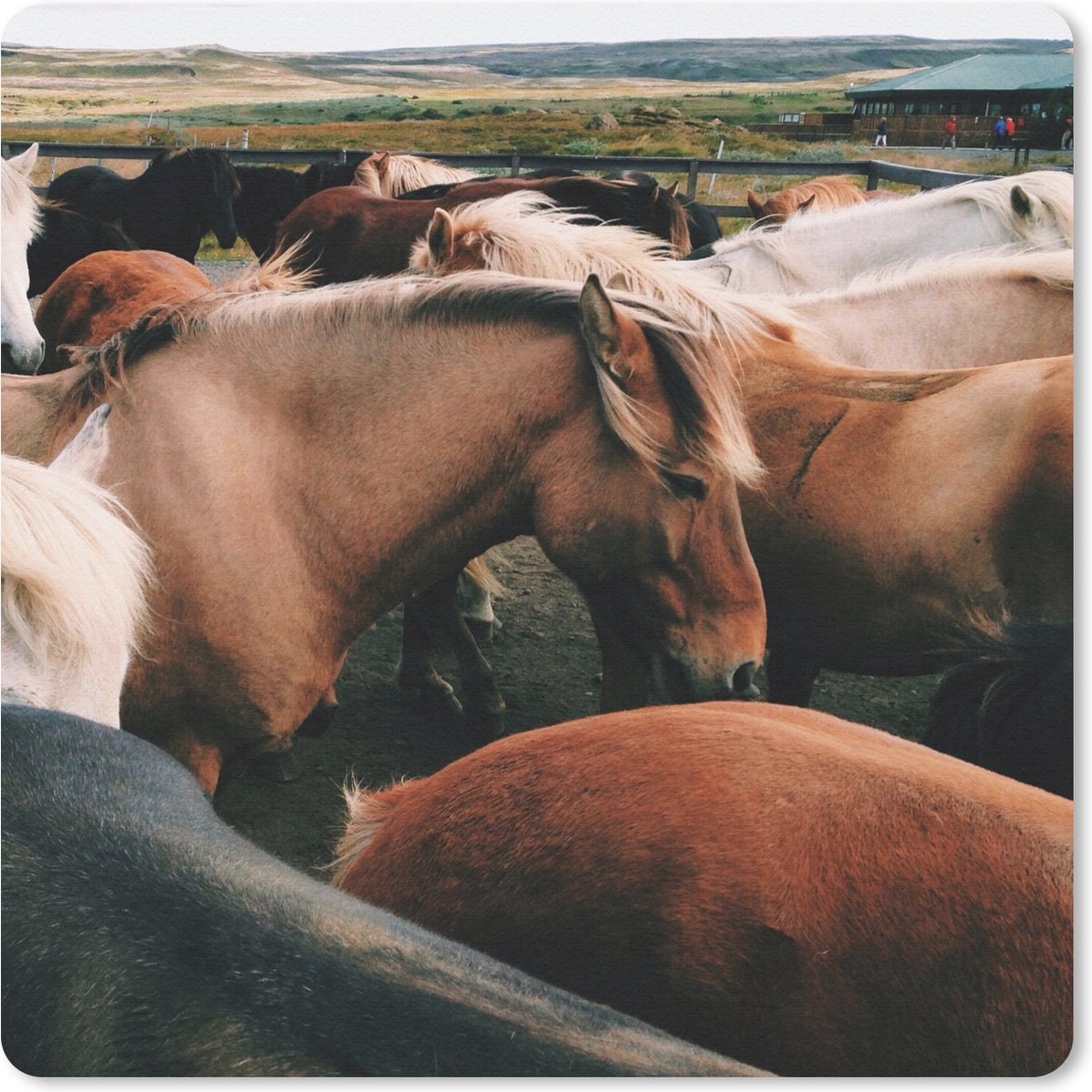 Muismat 30x30 cm - Mousepad Paarden - Dieren - Wild - Muismatten