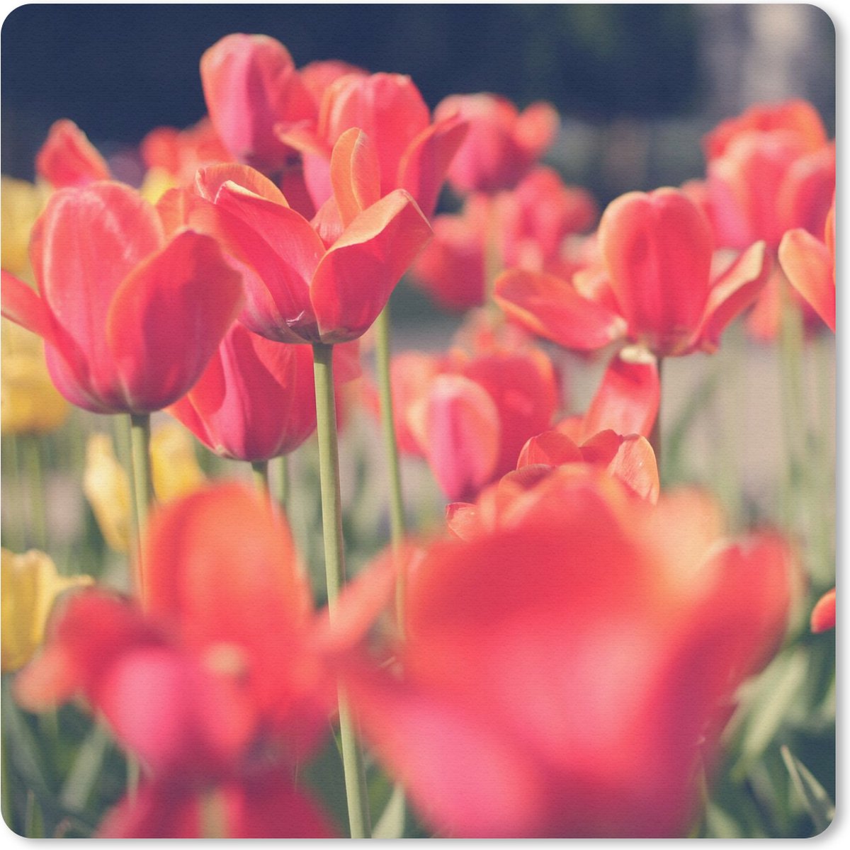 Muismat 20x20 cm - Mousepad Tulpen - Bloemen - Natuur - Muismatten