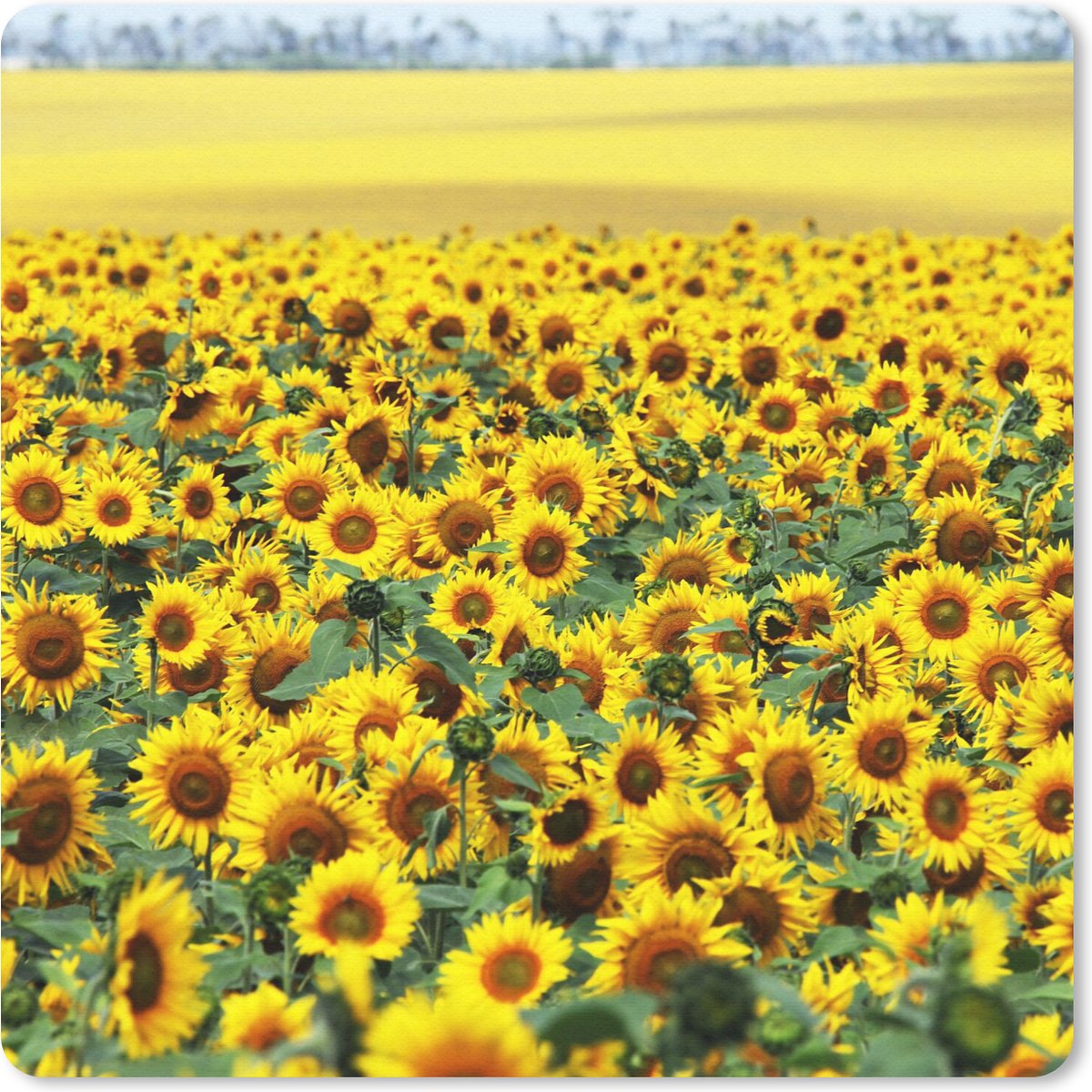 Muismat 30x30 cm - Mousepad Zonnebloem - Bloemen - Natuur - Muismatten