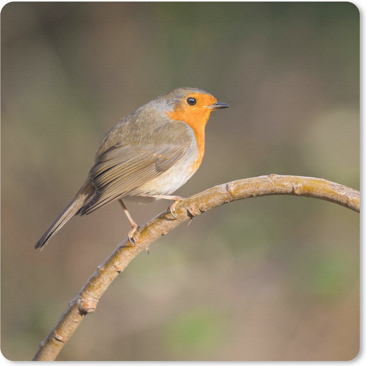 Muismat 30x30 cm - Mousepad Roodborstje - Vogel - Natuur - Muismatten