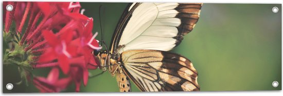 WallClassics - Tuinposter – Bruin met Witte Vlinder bij Rode Bloem - 90x30 cm Foto op Tuinposter  (wanddecoratie voor buiten en binnen)