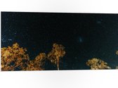 WallClassics - Panneau en mousse PVC – Arbres dans la nuit sous un ciel étoilé – Photo 100 x 50 cm sur panneau en mousse PVC