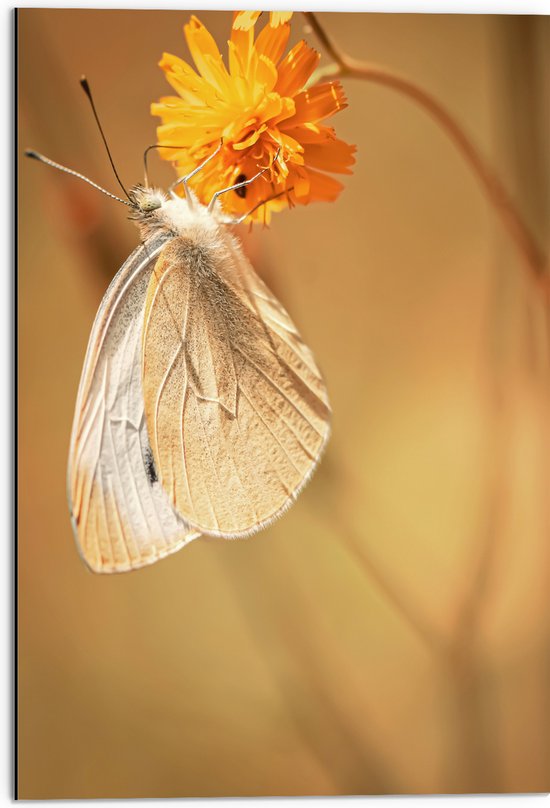 WallClassics - Dibond - Witte Vlinder op Oranje Bloem - 50x75 cm Foto op Aluminium (Met Ophangsysteem)